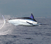 Blue marlin Huge