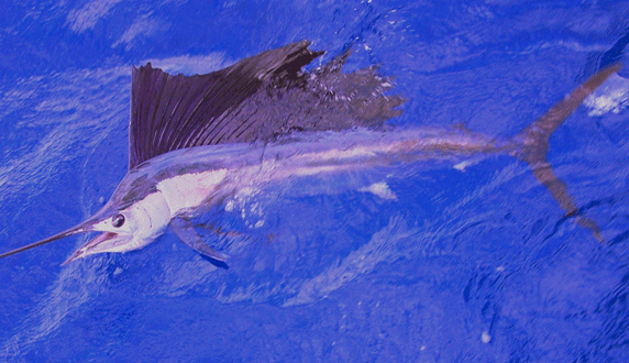 Pacific sailfish