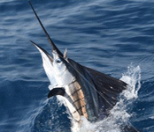 Sailfish Pacific