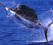 Pacific sailfish jumping totally out of water