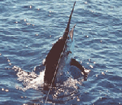Black Marlin 