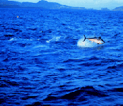 Yellowfin tuna feeding very close to land