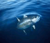 Yellowfin tuna 